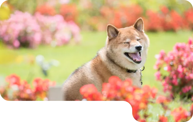 ペットの旅立ち