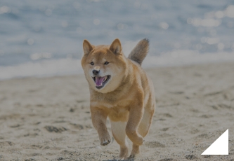 ペットの旅立ち