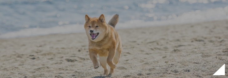 ペットの旅立ち